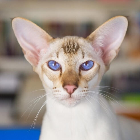 Colourpoint Shorthair [P]