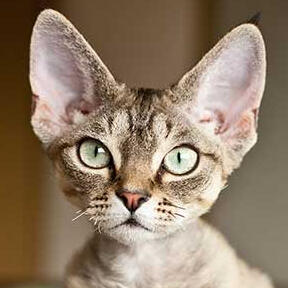 devon rex [C]