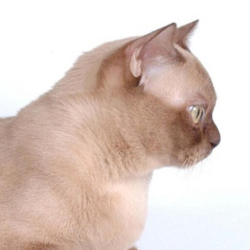 ID: American Burmese