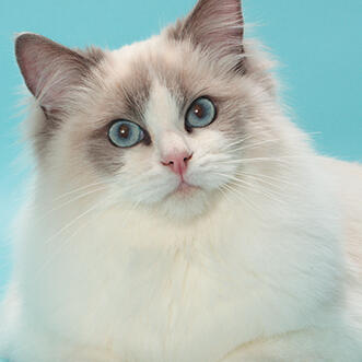 ragdoll