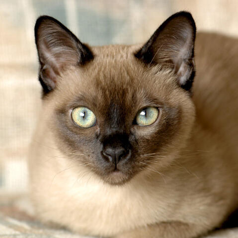 tonkinese