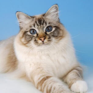 Birman