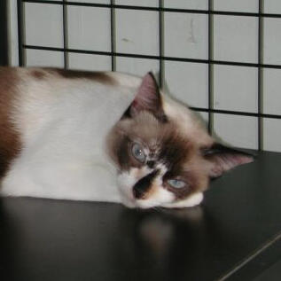 Kucing Malaysian