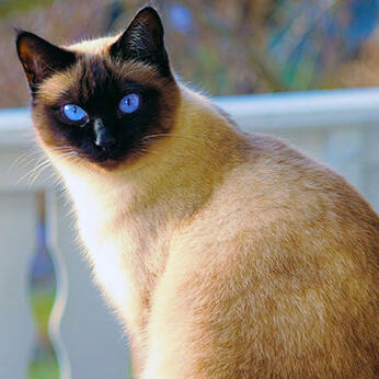 thai / applehead siamese