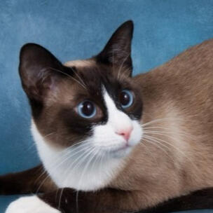 snowshoe
