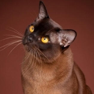 Burmese