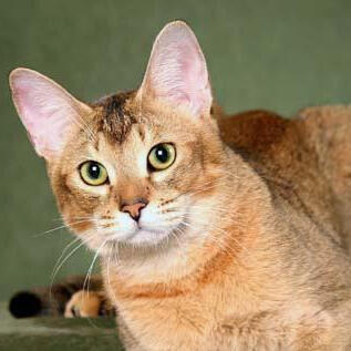Chausie
