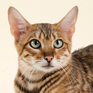 Toyger