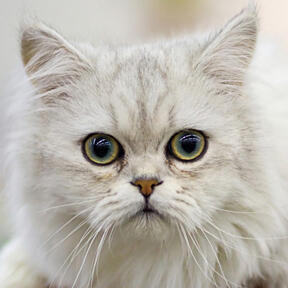 Tiffanie / Asian Cat