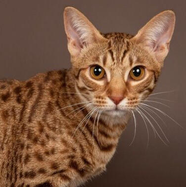 Ocicat