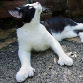 American Polydactyl