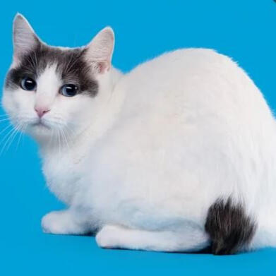 Korean Bobtail