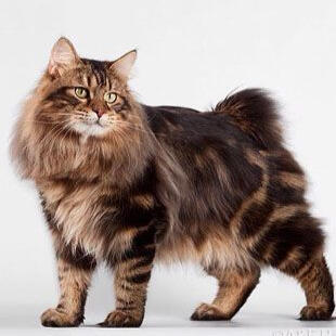 Kurilian Bobtail