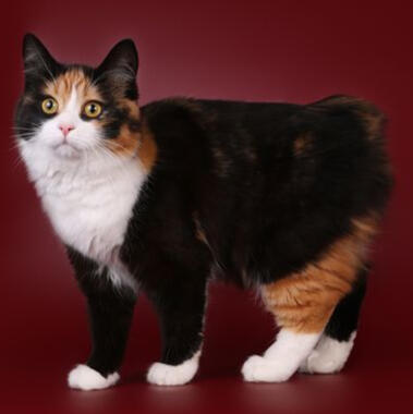 Manx