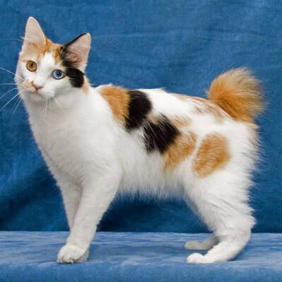 Japanese Bobtail