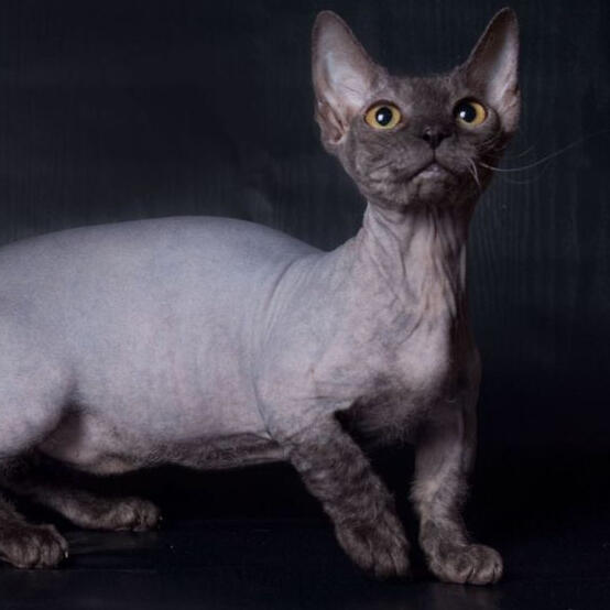 Minskin [H]