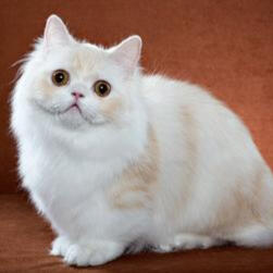 Napoleon / Minuet [F]