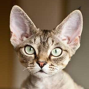 Devon Rex ☁
