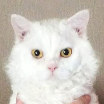 Fleecy Cloud