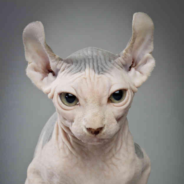 Elf Cat [CE]