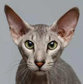Peterbald [O]