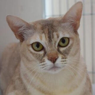 malayan / asian shorthair