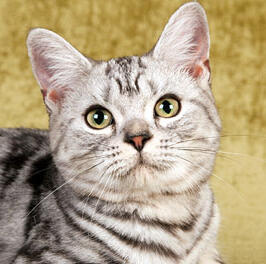 American Shorthair
