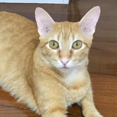 Brazilian Shorthair