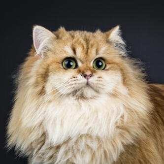 British Longhair