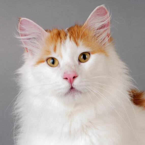 turkish van