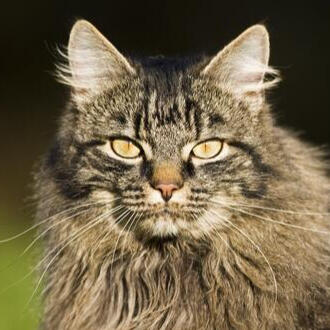 German Longhair