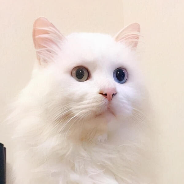 Linqing Lion Cat