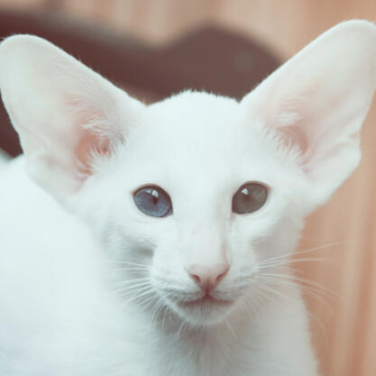 Foreign White