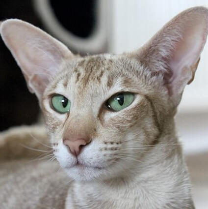 Oriental Shorthair